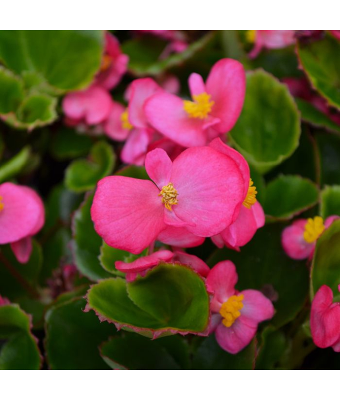 606T/36BEGONIA GREENLEAF ROSE