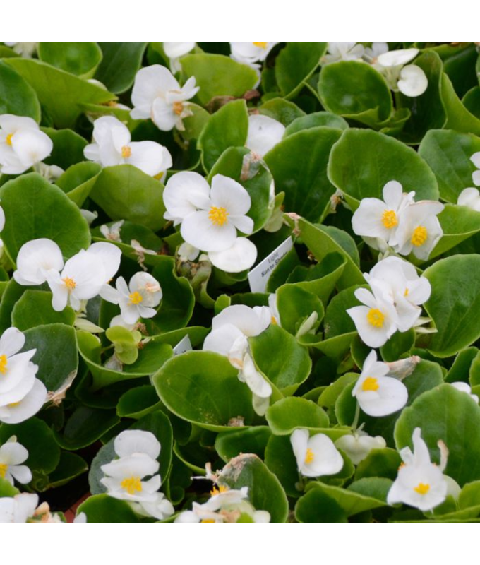 606T/36BEGONIA GREENLEAF WHITE