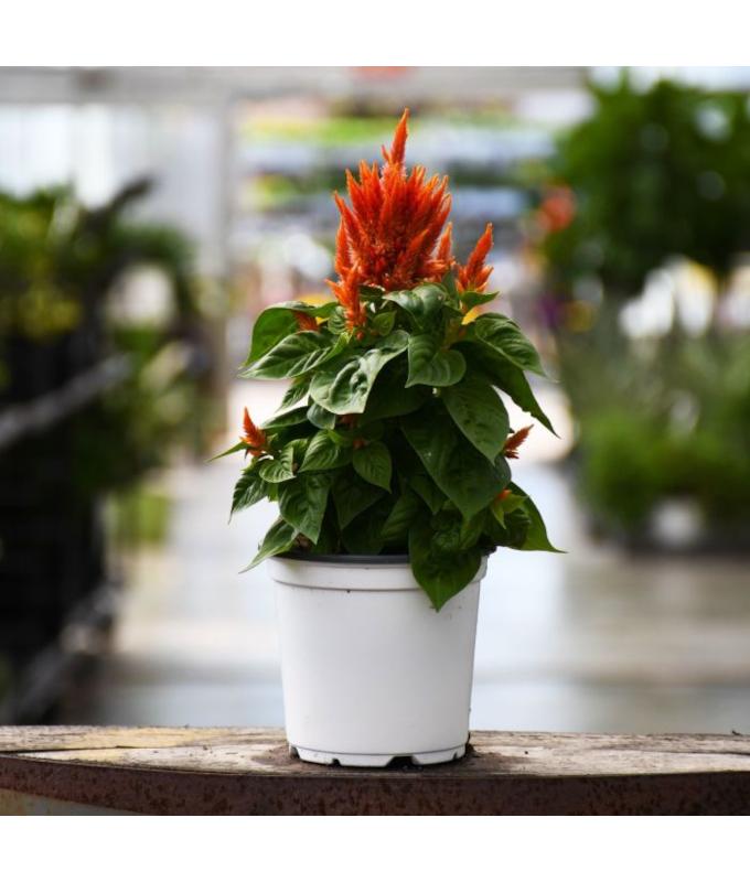606T/36CELOSIA FLAMMA ORANGE
