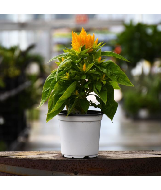 606T/36CELOSIA FLAMMA GOLDEN