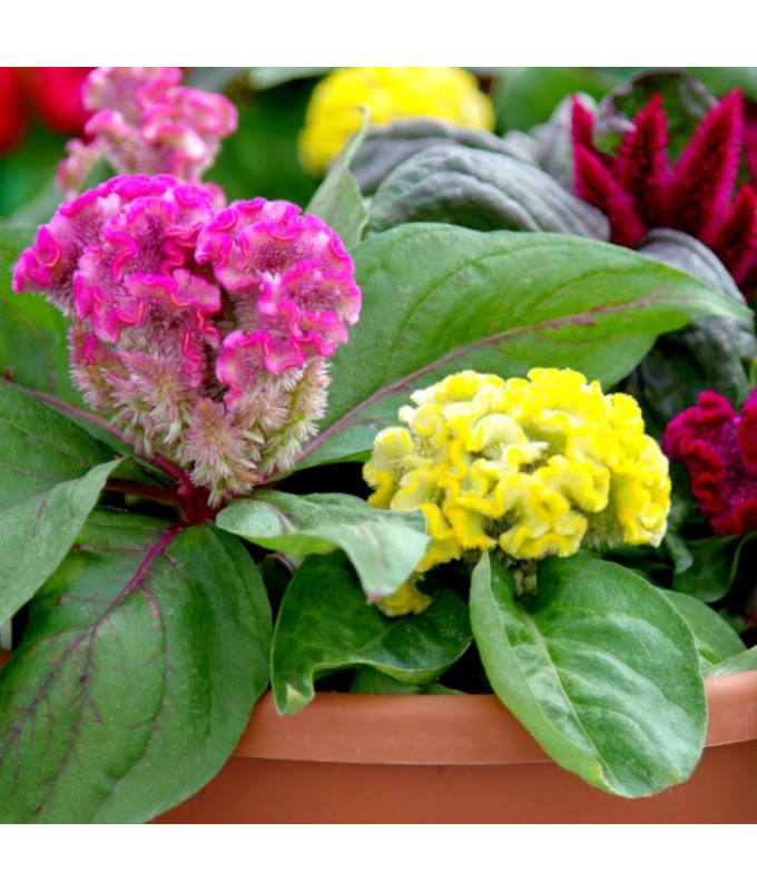 606T/36CELOSIA BRAINIAC MIX