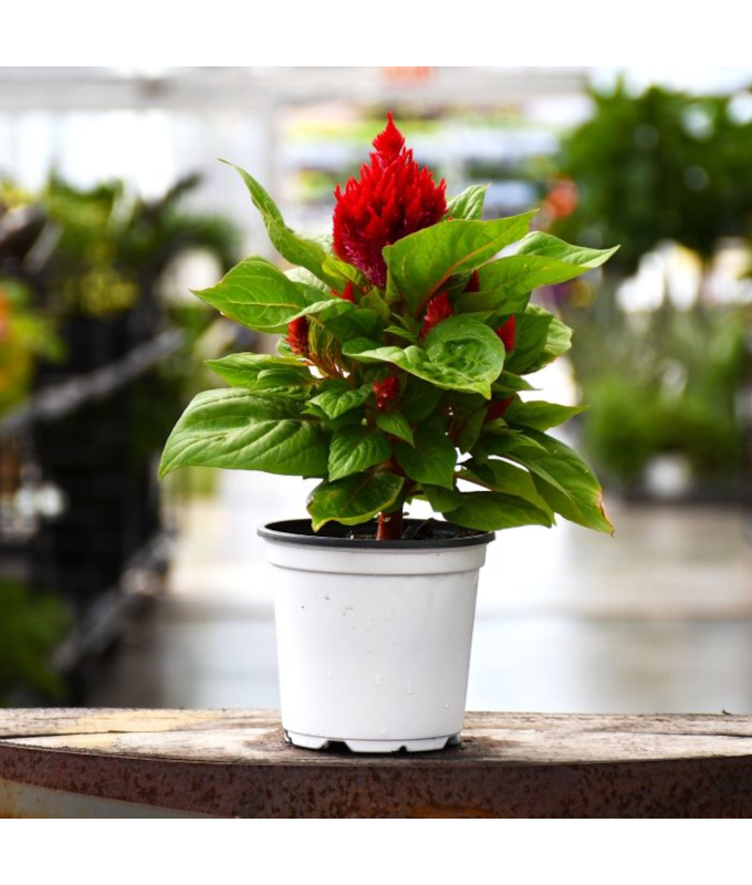 606T/36CELOSIA FLAMMA RED