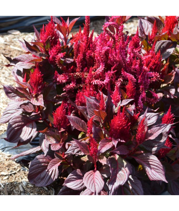 606T/36CELOSIA NEW LOOK RED