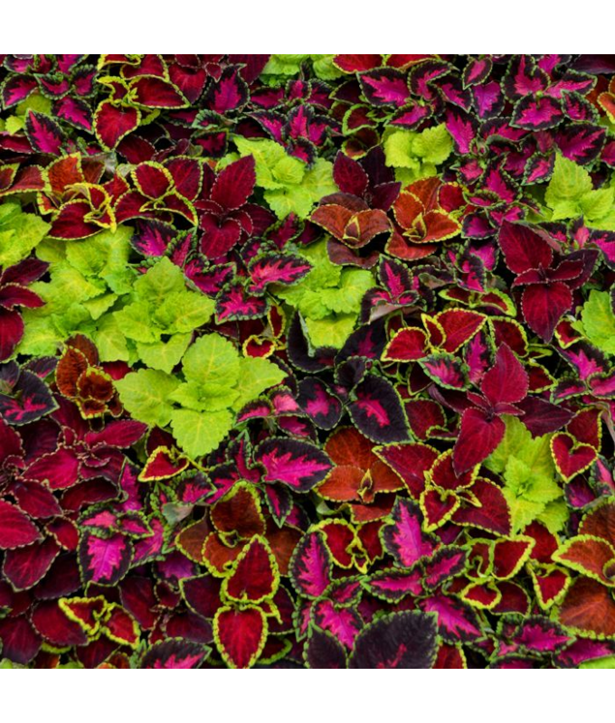 606T/36COLEUS WIZARD MIX