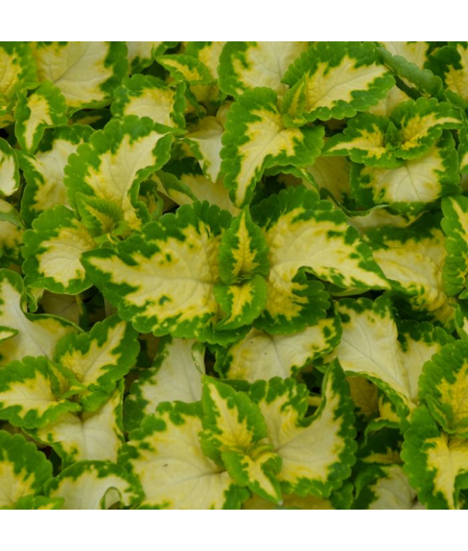 606T/36COLEUS WIZARD JADE