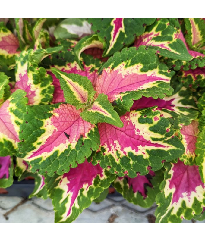 606T/36COLEUS WIZARD ROSE