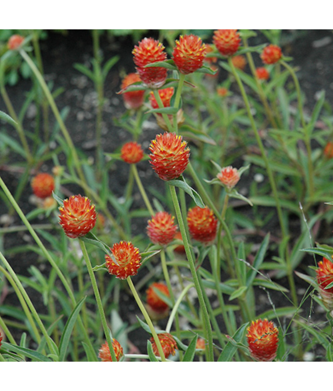 Z-606T/36GOMPHRENA QIS ORANGE