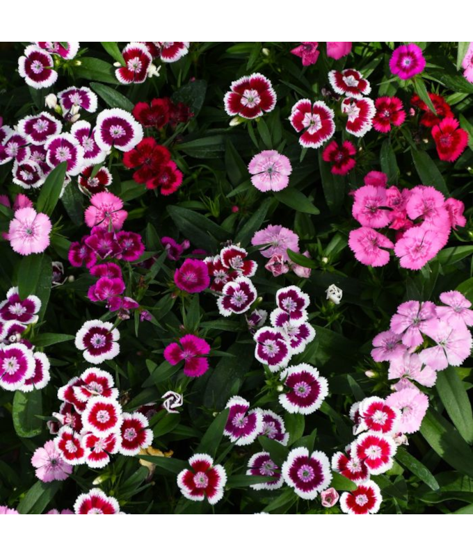 606T/36DIANTHUS DIABUNDA MIX