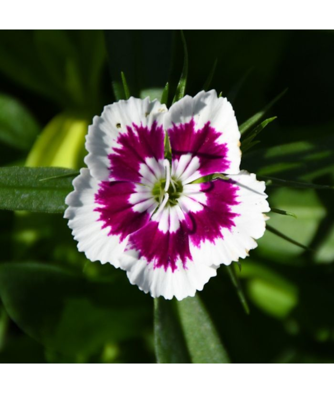 606T/36DIANTHUS DIABUNDA PRP PIC