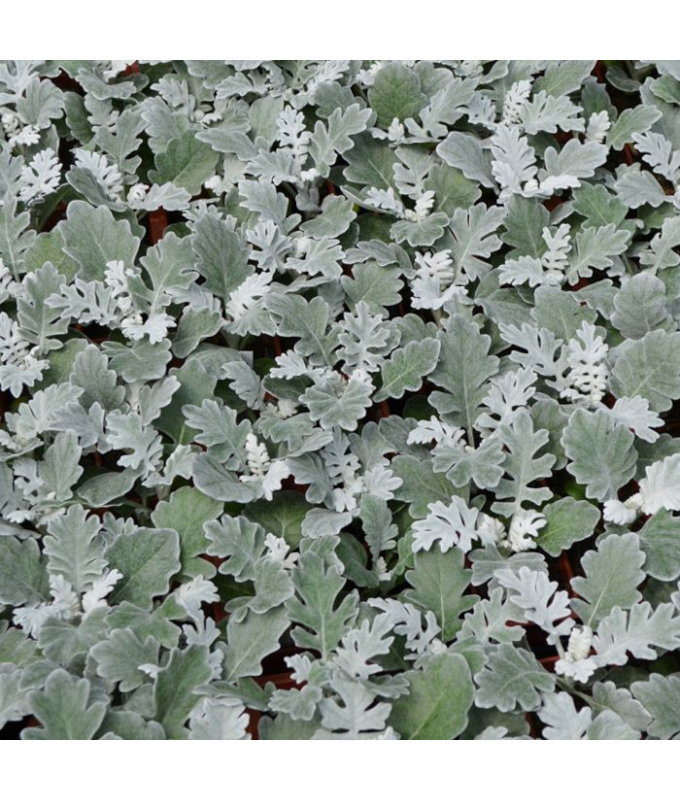 606T/36DUSTY MILLER SILVER DUST