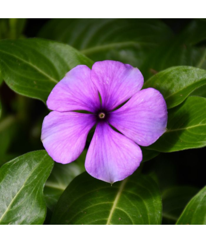 606T/36VINCA TATTOO BLUEBERRY