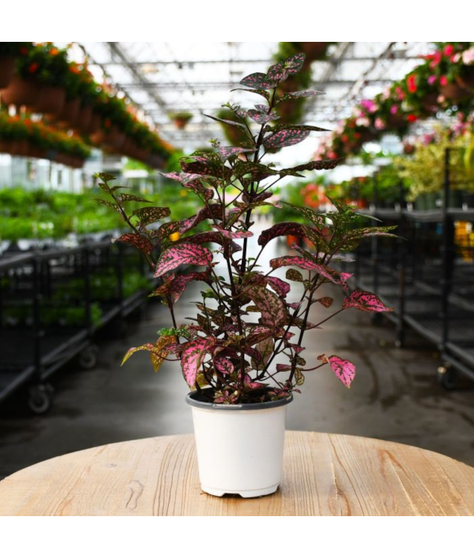 606T/36HYPOESTES ROSE