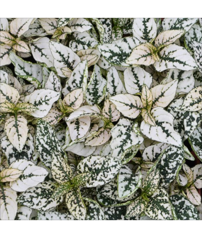 606T/36HYPOESTES WHITE