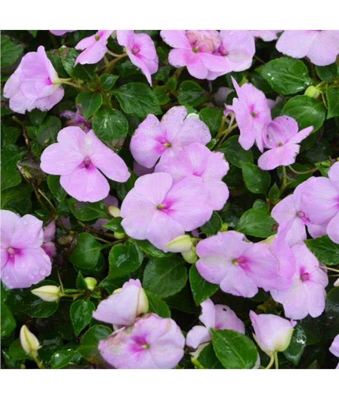 606T/36IMPATIENS BLUE PEARL