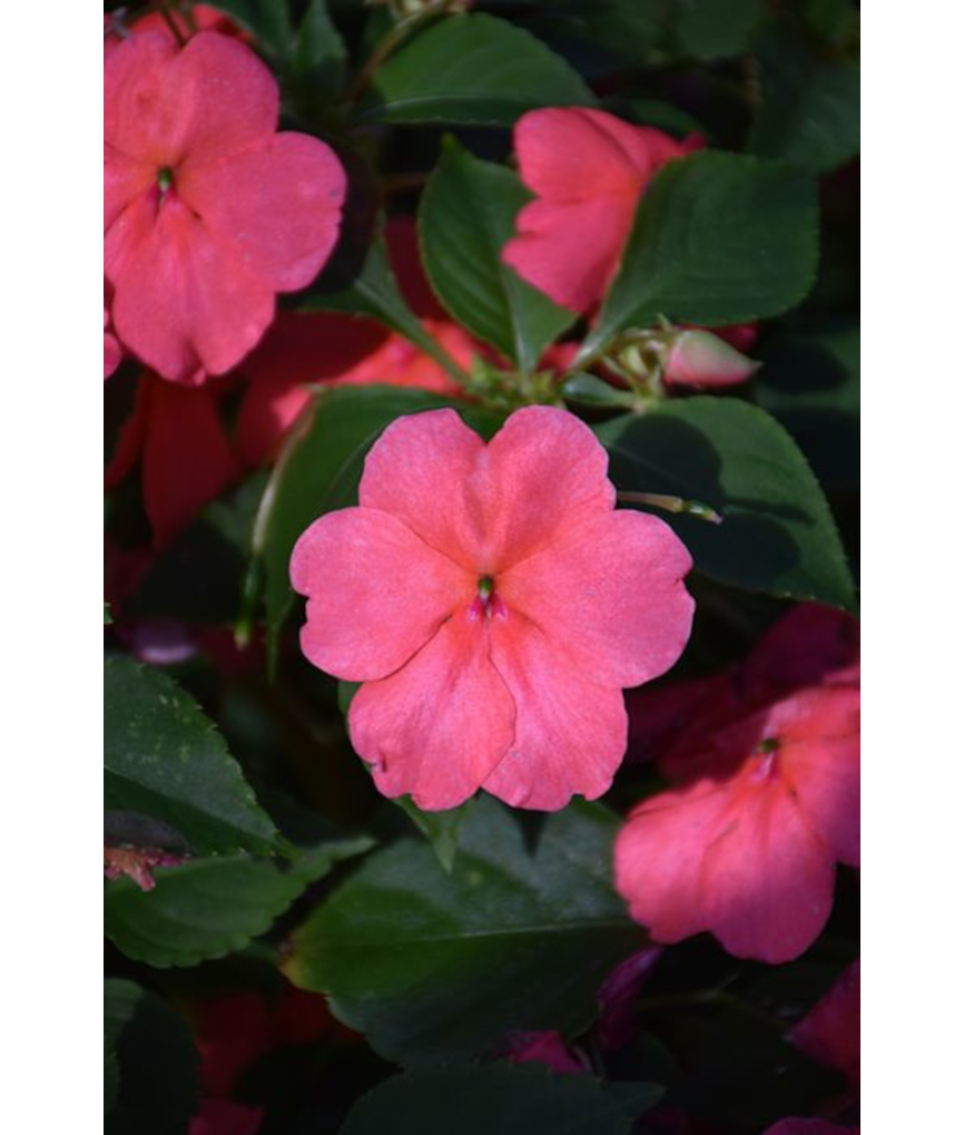 606T/36IMPATIENS CORAL