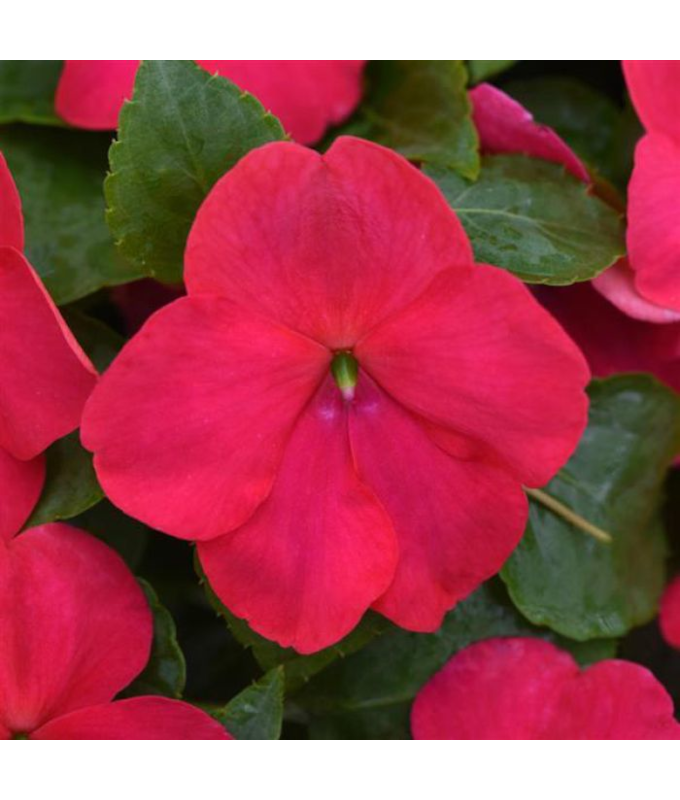 606T/36IMPATIENS LIPSTICK