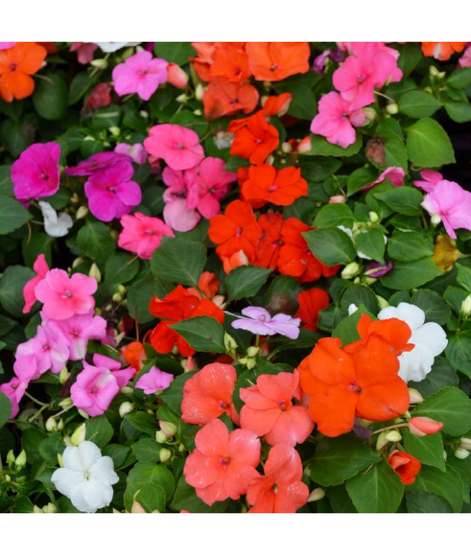 606T/36IMPATIENS MIXED