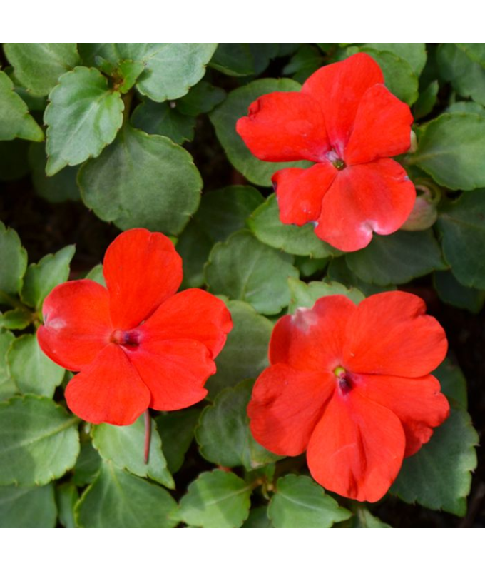 606T/36IMPATIENS RED