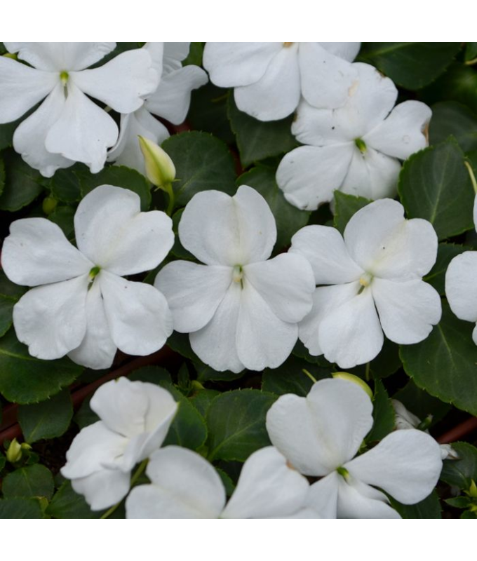 606T/36IMPATIENS WHITE