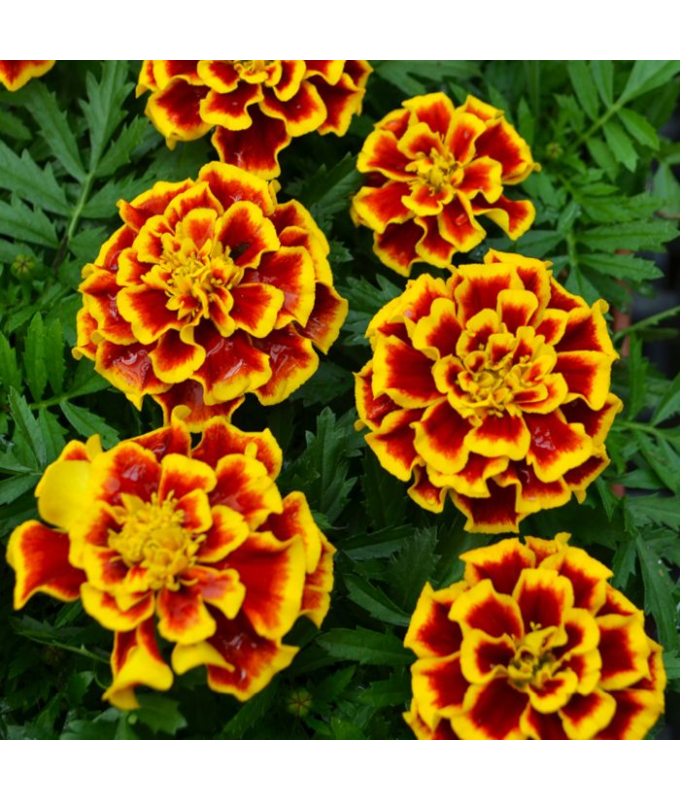 606T/36MARIGOLD DURANGO BEE