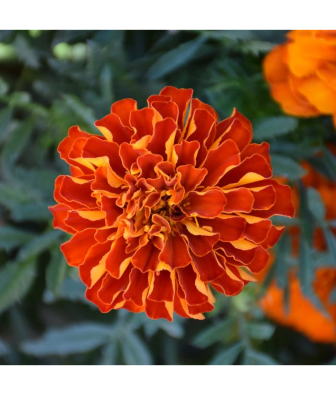 606T/36MARIGOLD DURANGO RED