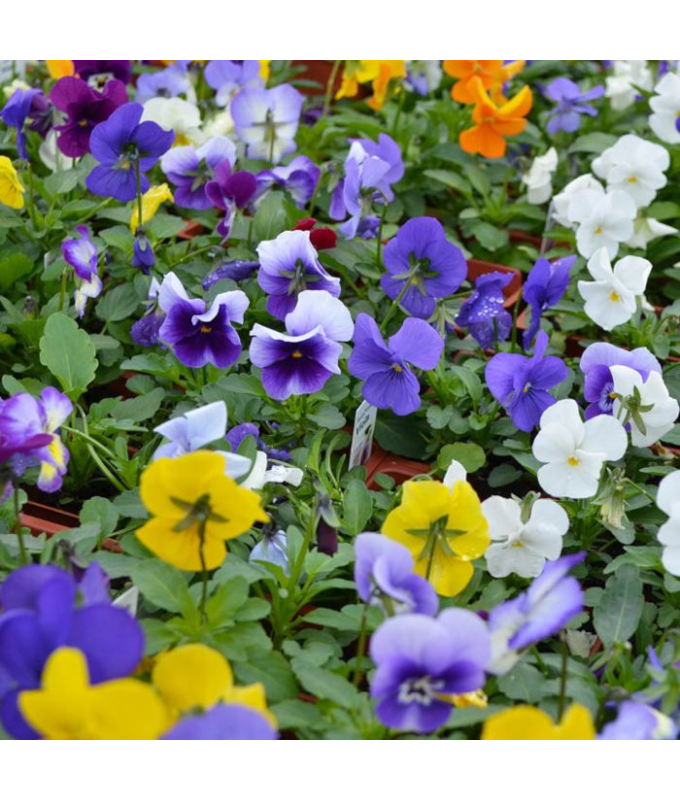 606T/36VIOLA PENNY LANE MIX