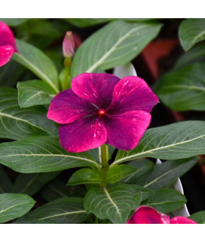 606T/36VINCA TATTOO BLACK CHERRY