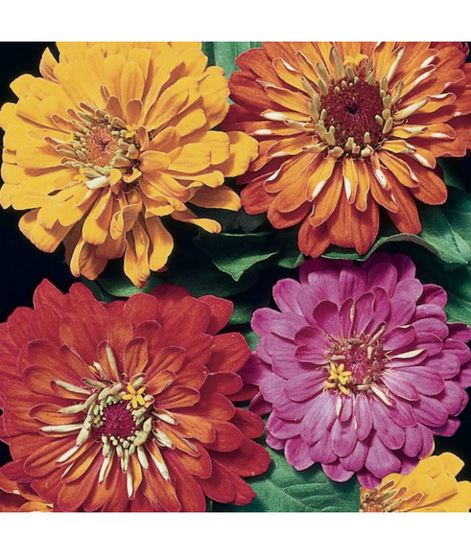 606T/36ZINNIA STATE FAIR