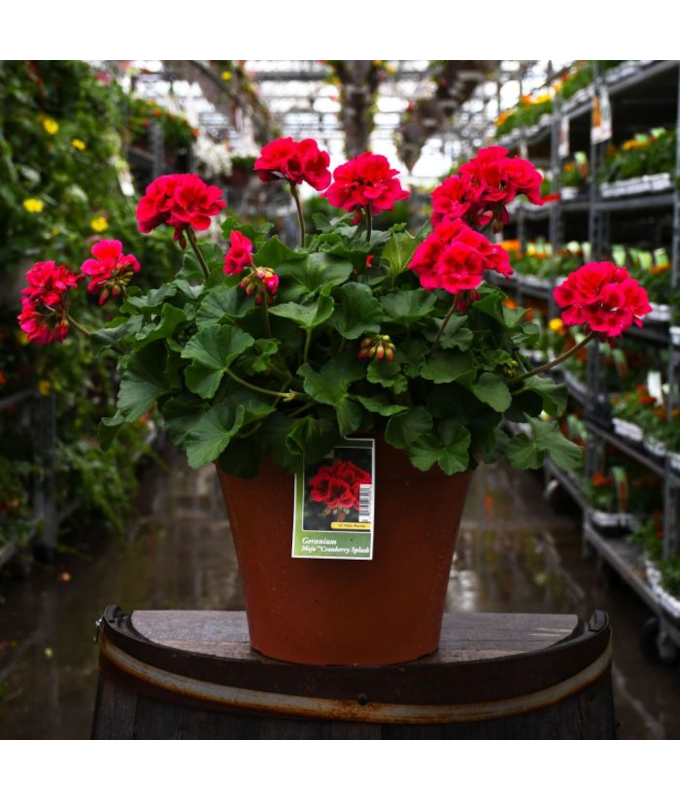 TUB12"GERANIUM MOJO CRAN SPLASH