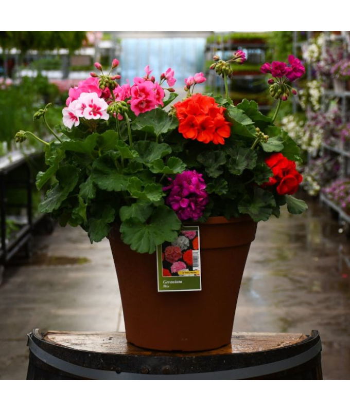 TUB12"GERANIUM MIX