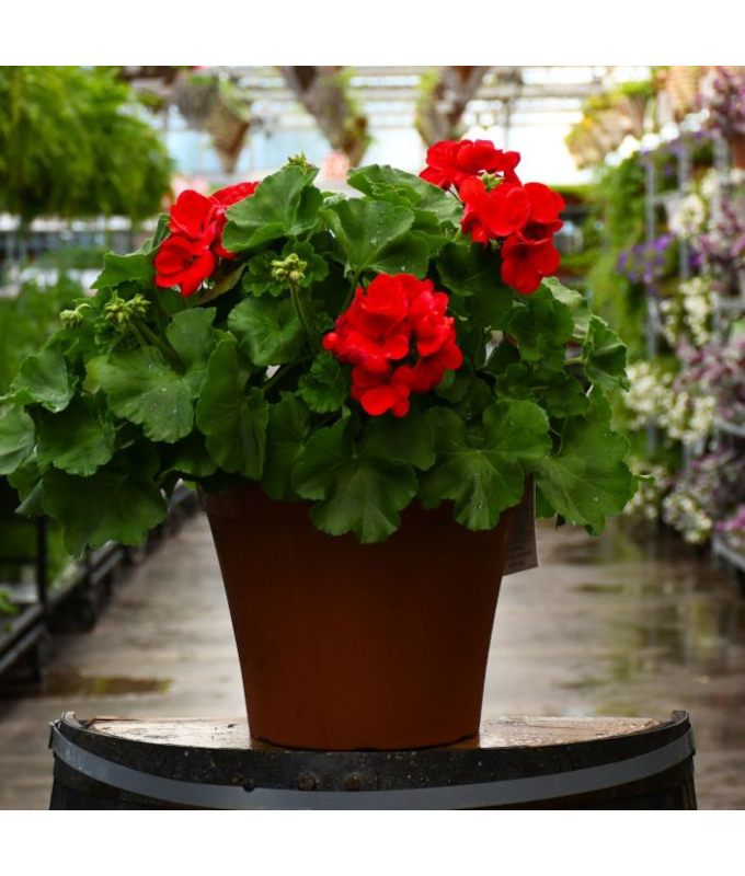 TUB12"GERANIUM RED
