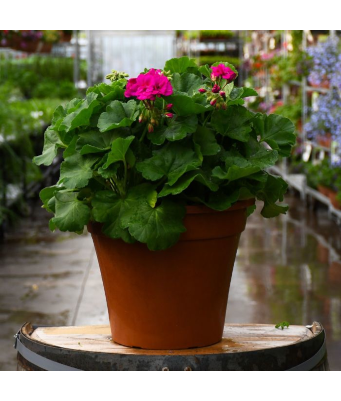 TUB12"GERANIUM CALIPE MED VIOLET