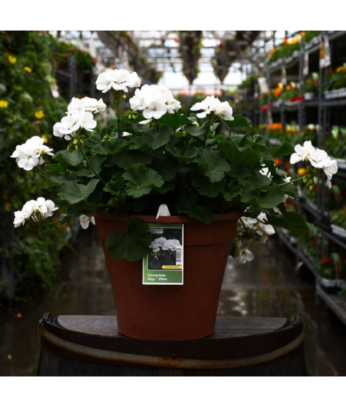 TUB12"GERANIUM MOJO WHITE