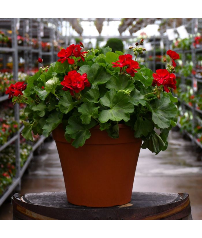 TUB12"GERANIUM CALIPE MD DK RED
