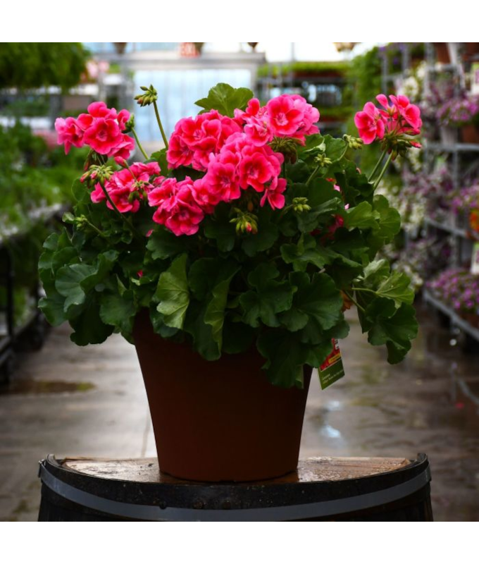 TUB12"GERANIUM ROSE MEGA SPLASH
