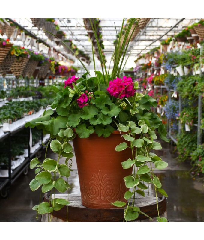 TUB13"GERAN SPIKE CAL MED VIOLET