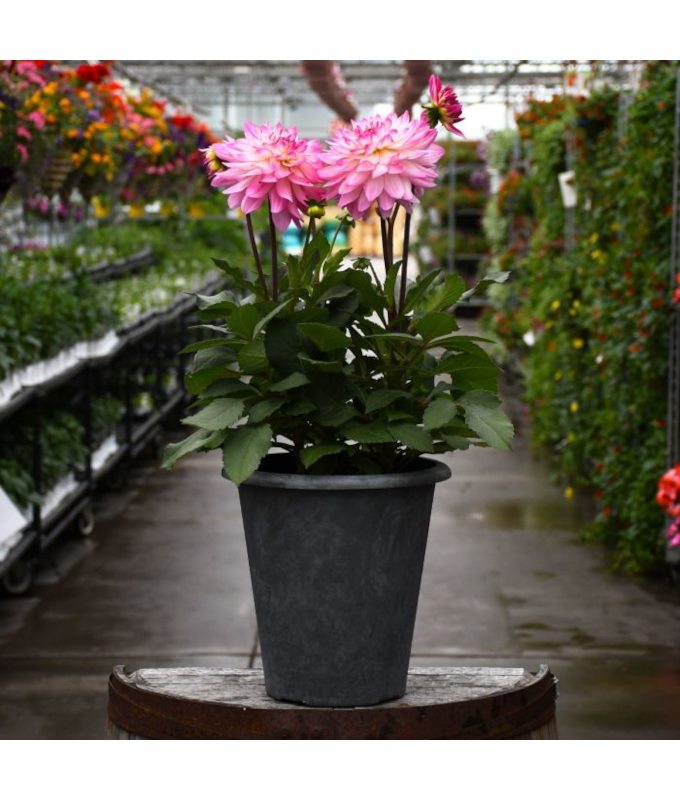 TUB11"DAHLIA SINCERITY