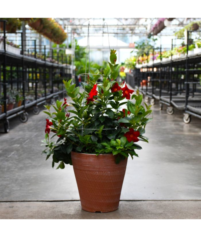 TUB12"MANDEVILLA RED