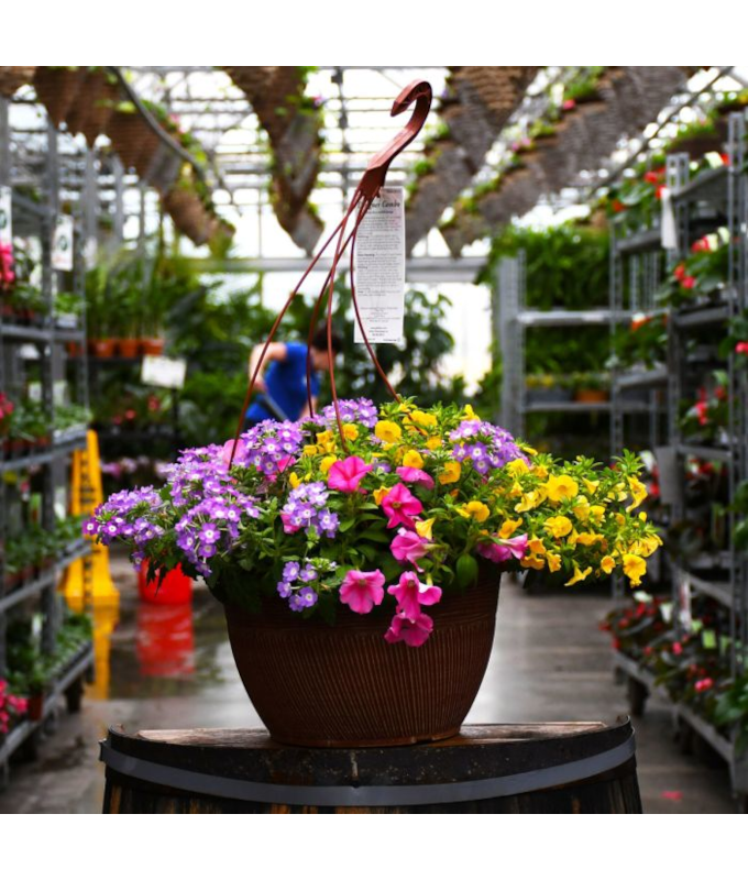 HB13"DESIGNER COMBO-PNK LEMONADE