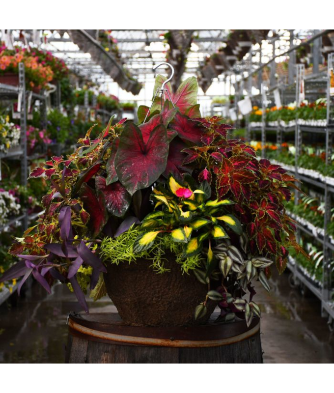 HB14"AWESOME SHADE COMBO