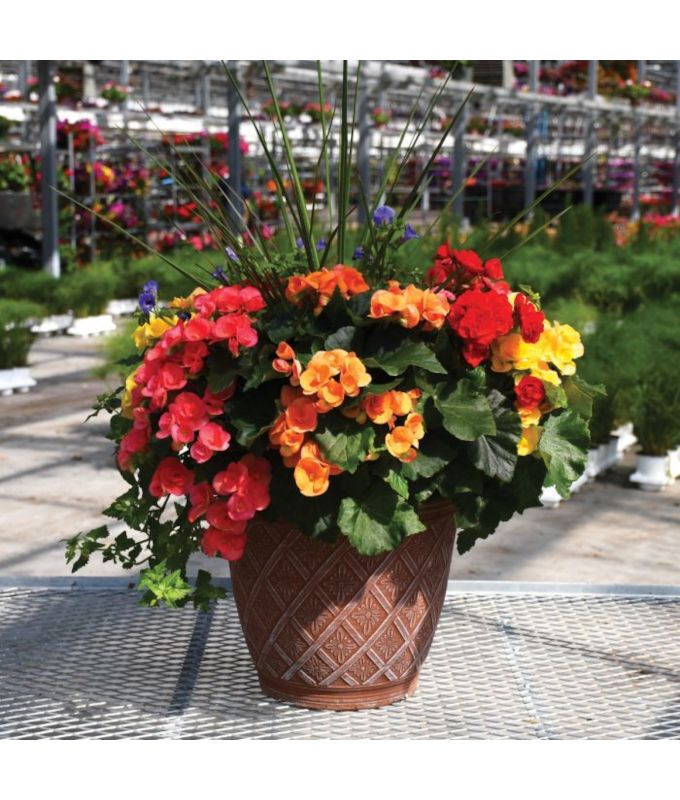 TUB16"BEGONIA MIXED