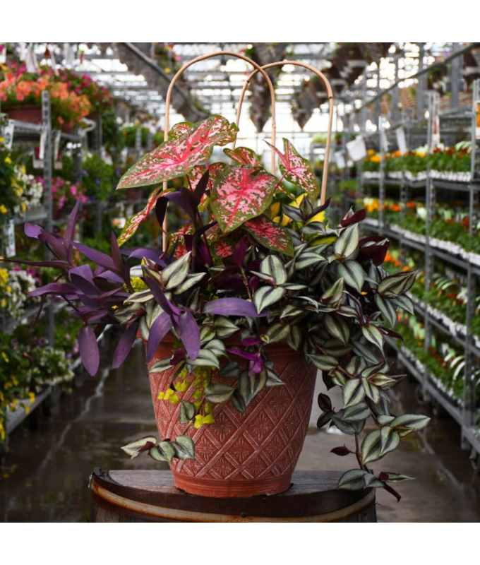 TUB16"AWESOME SHADE COMBO