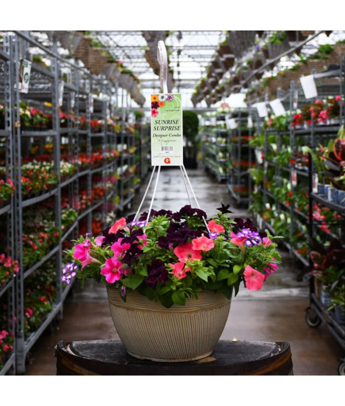 HB13"DESIGNER COMBO-SUNRISE SURP