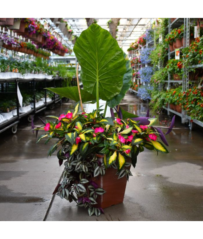 TUB14"SQ COMBO TROPICAL TREASURE