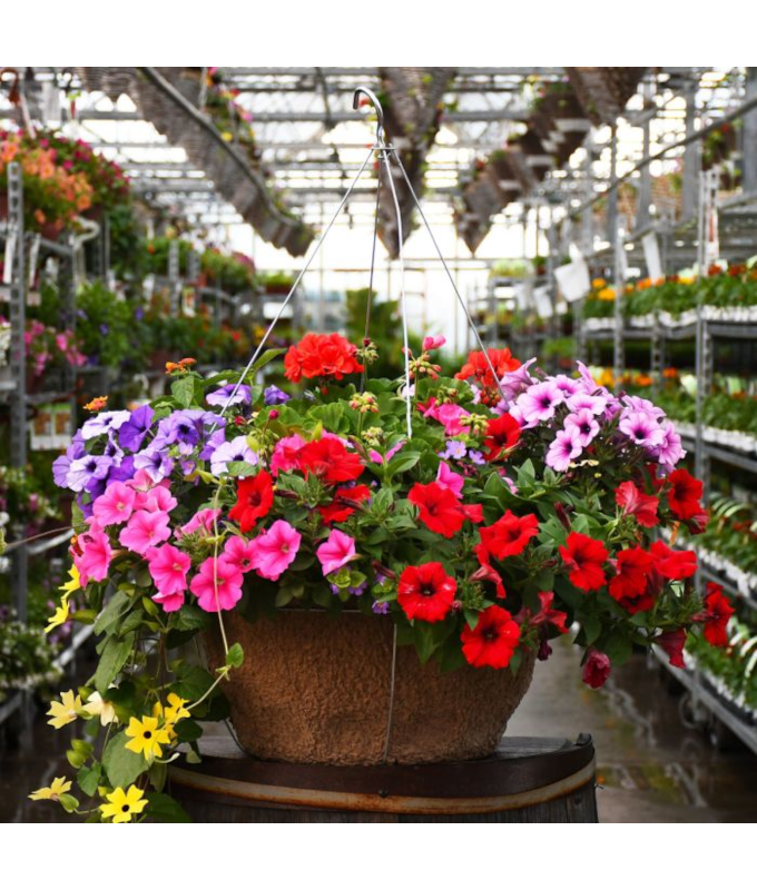 HB18"AWESOME COMBO JUMBO