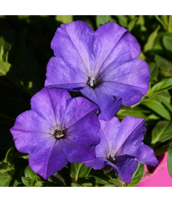 306T/18PETUNIA EW SKY BLUE E3