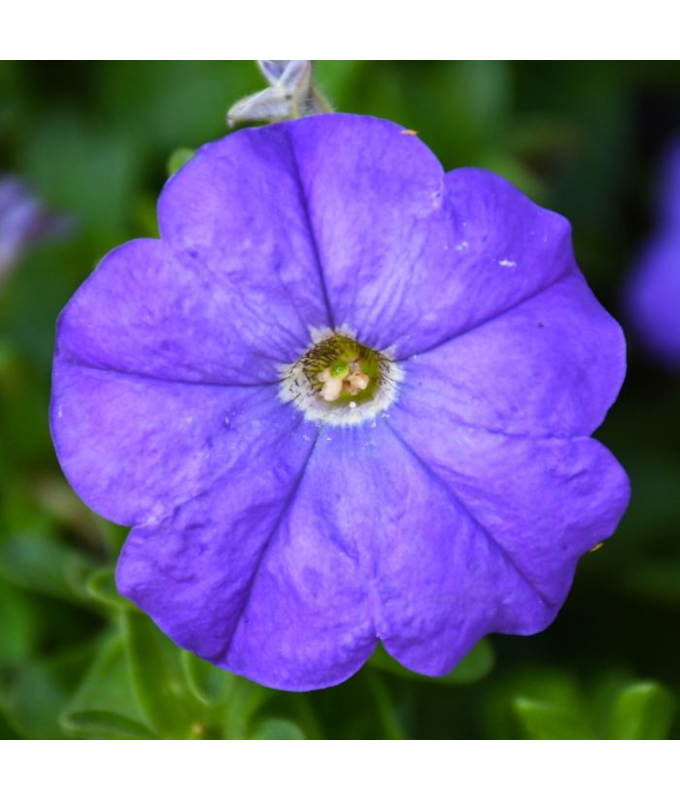 306T/18PETUNIA EW BLUE E3