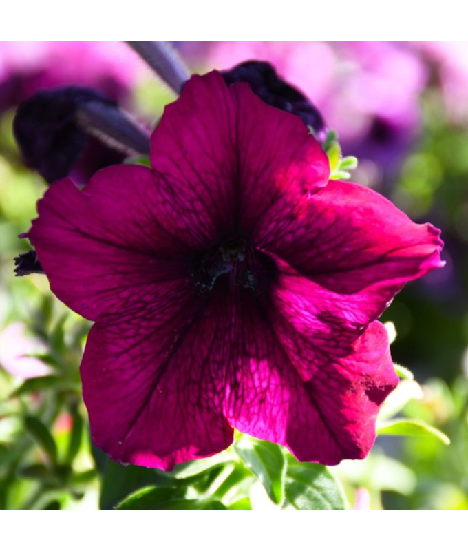 306T/18PETUNIA EW BURGUNDY VELR