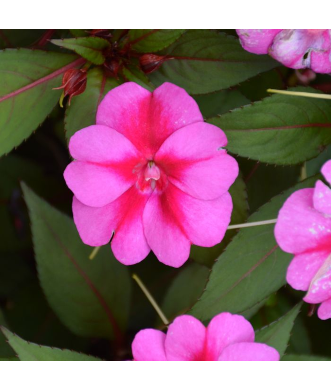 304T/12SUNPATIENS PURPLE CANDY