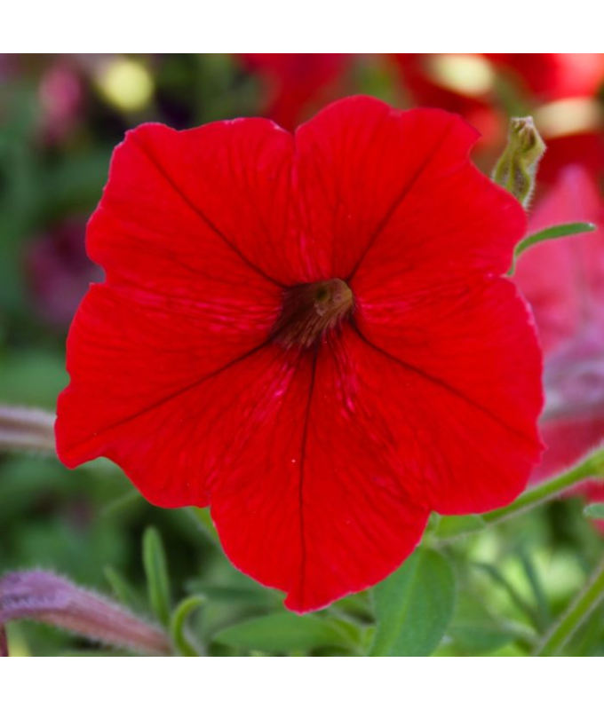 306T/18PETUNIA EW RED E3